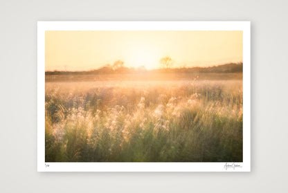 Golden Reverie — A2 (59×42cm, 23×17") Print only