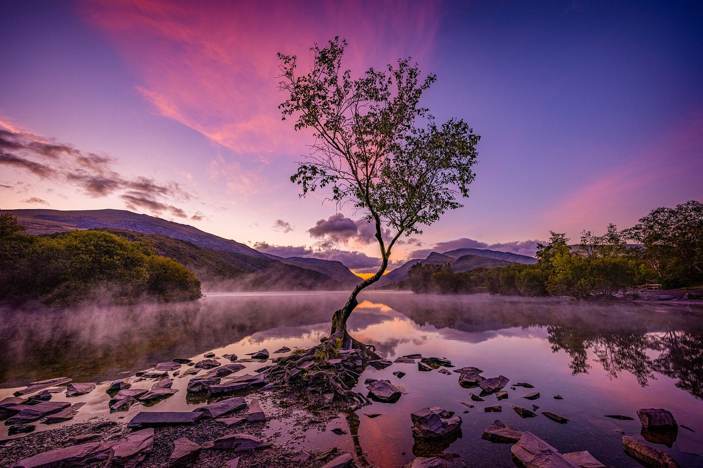 The Lone Tree