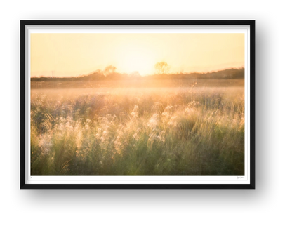 Golden Reverie — framed