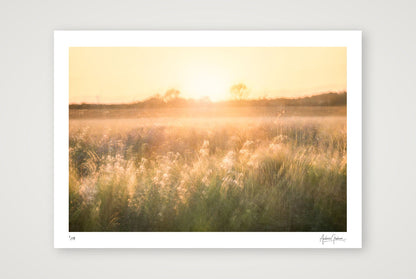 Golden Reverie — A3 (42×30cm, 17×12") Print only