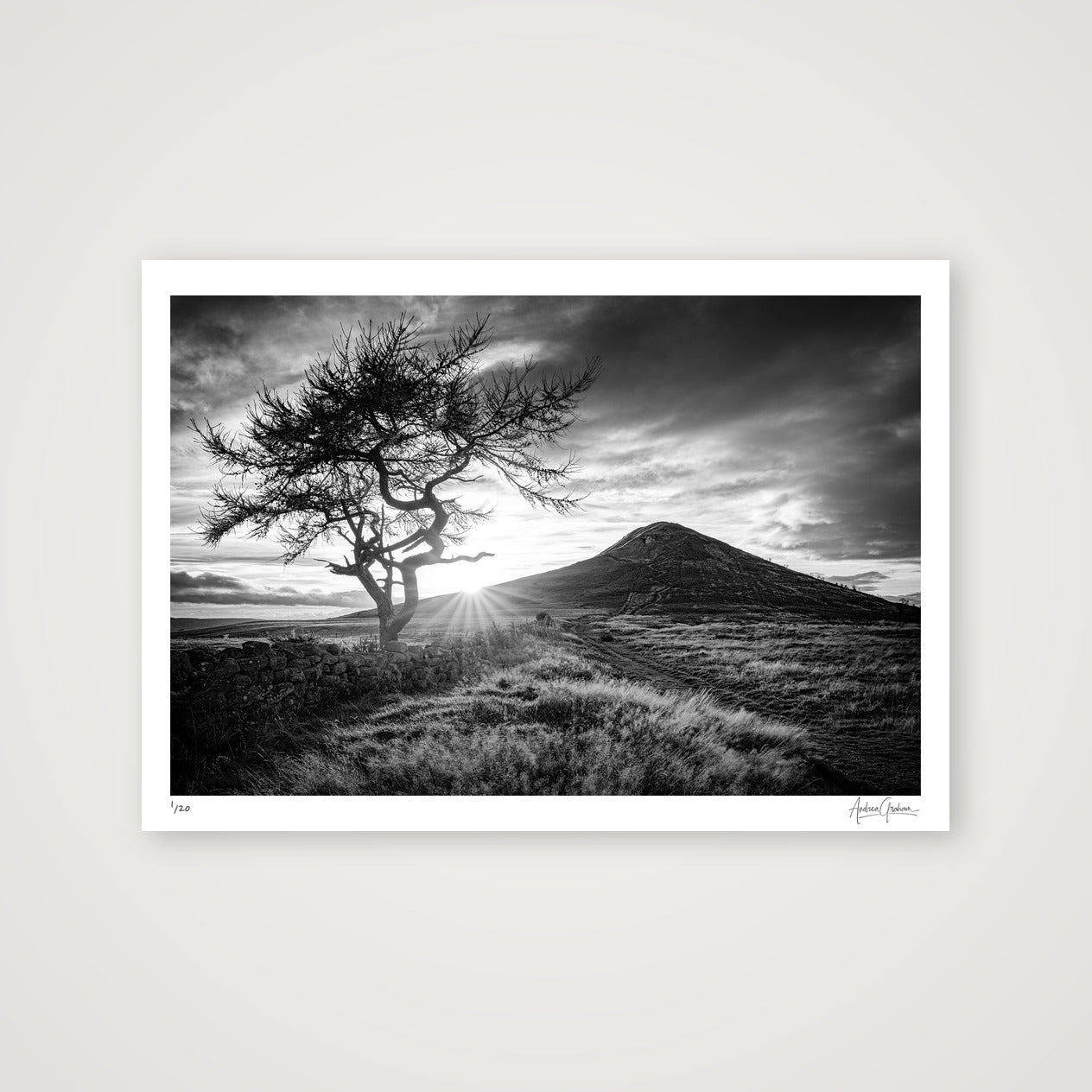 Roseberry — A2 (59×42cm, 23×17") Print only