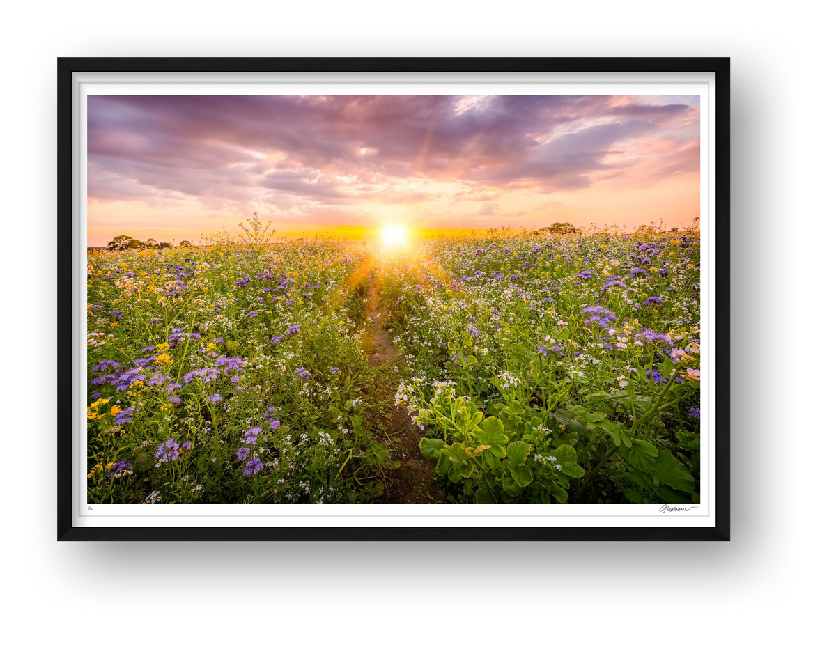 Sunset NUM3 — framed