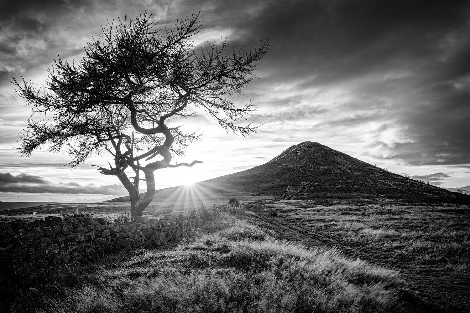 Roseberry