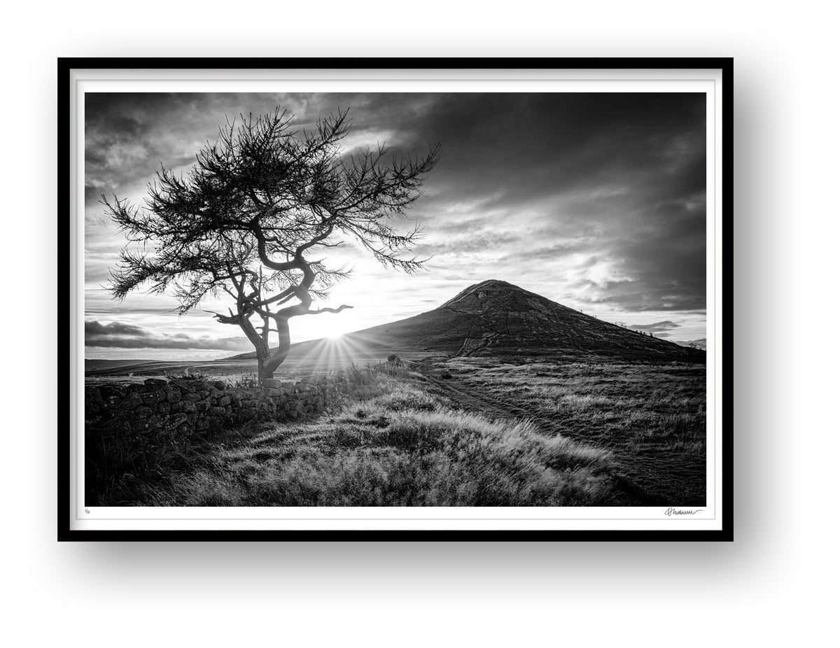 Roseberry