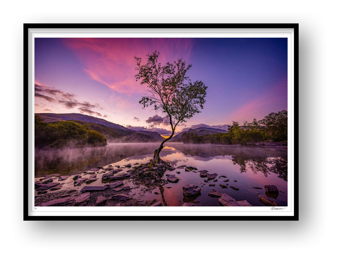 The Lone Tree