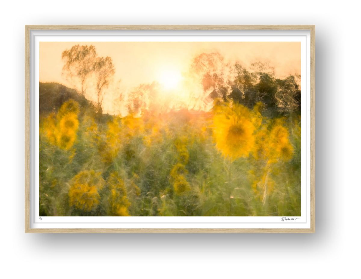 Held in The Light