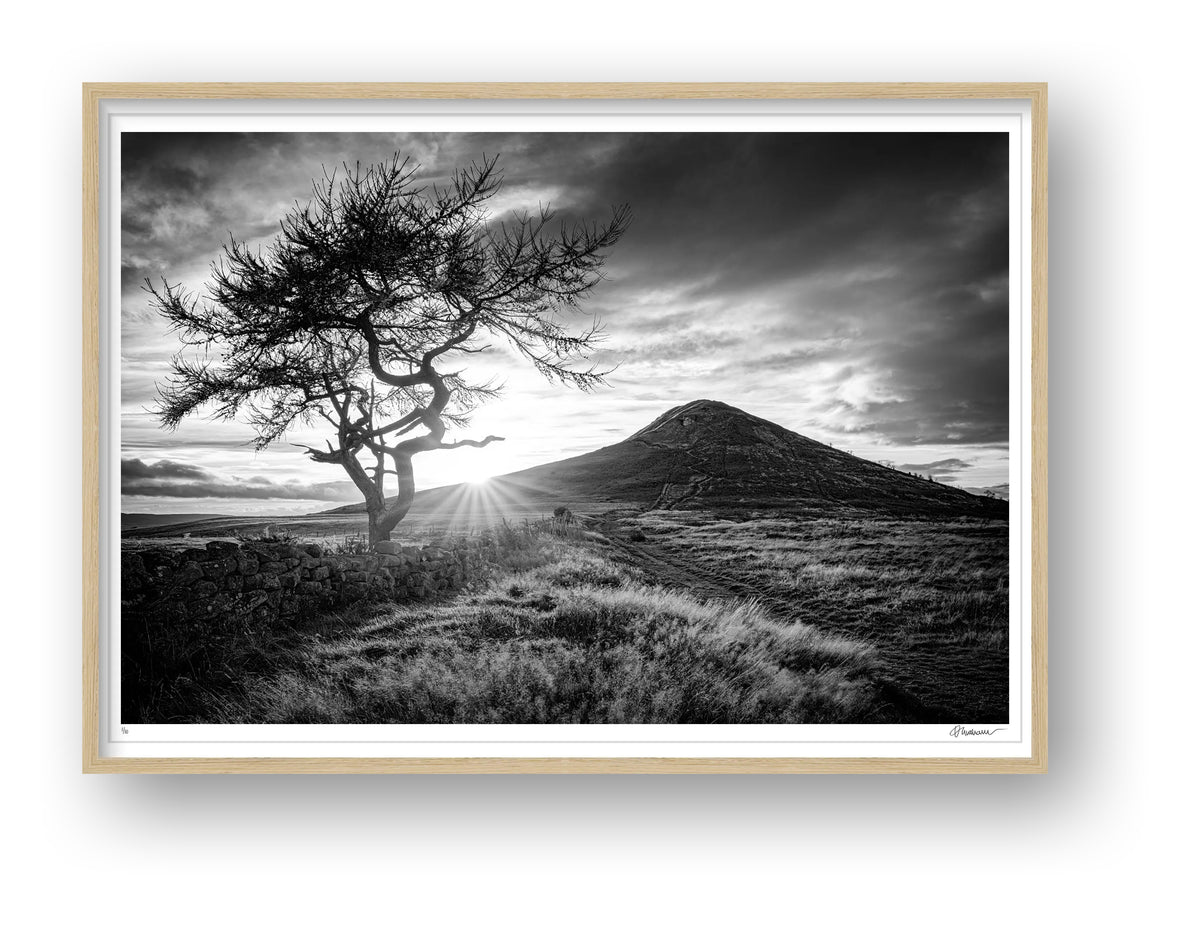 Roseberry