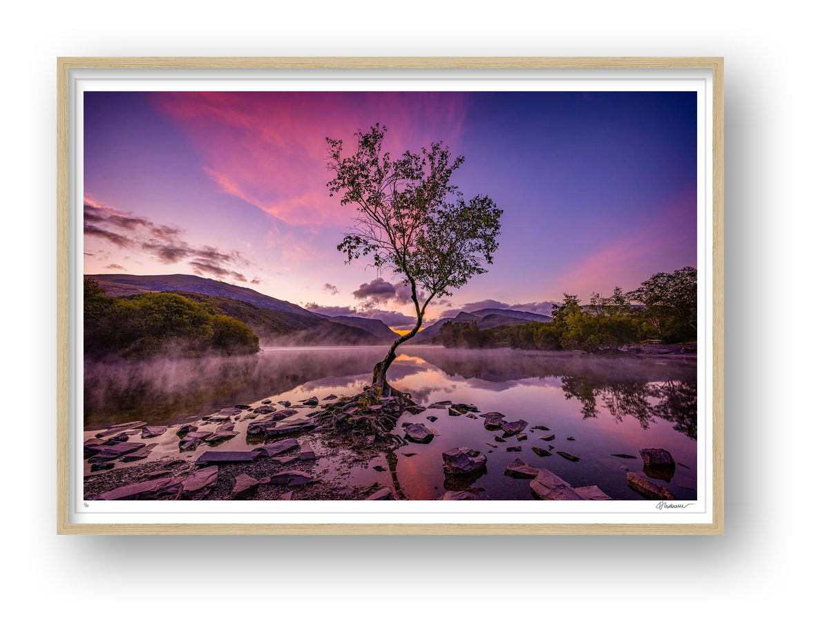 The Lone Tree