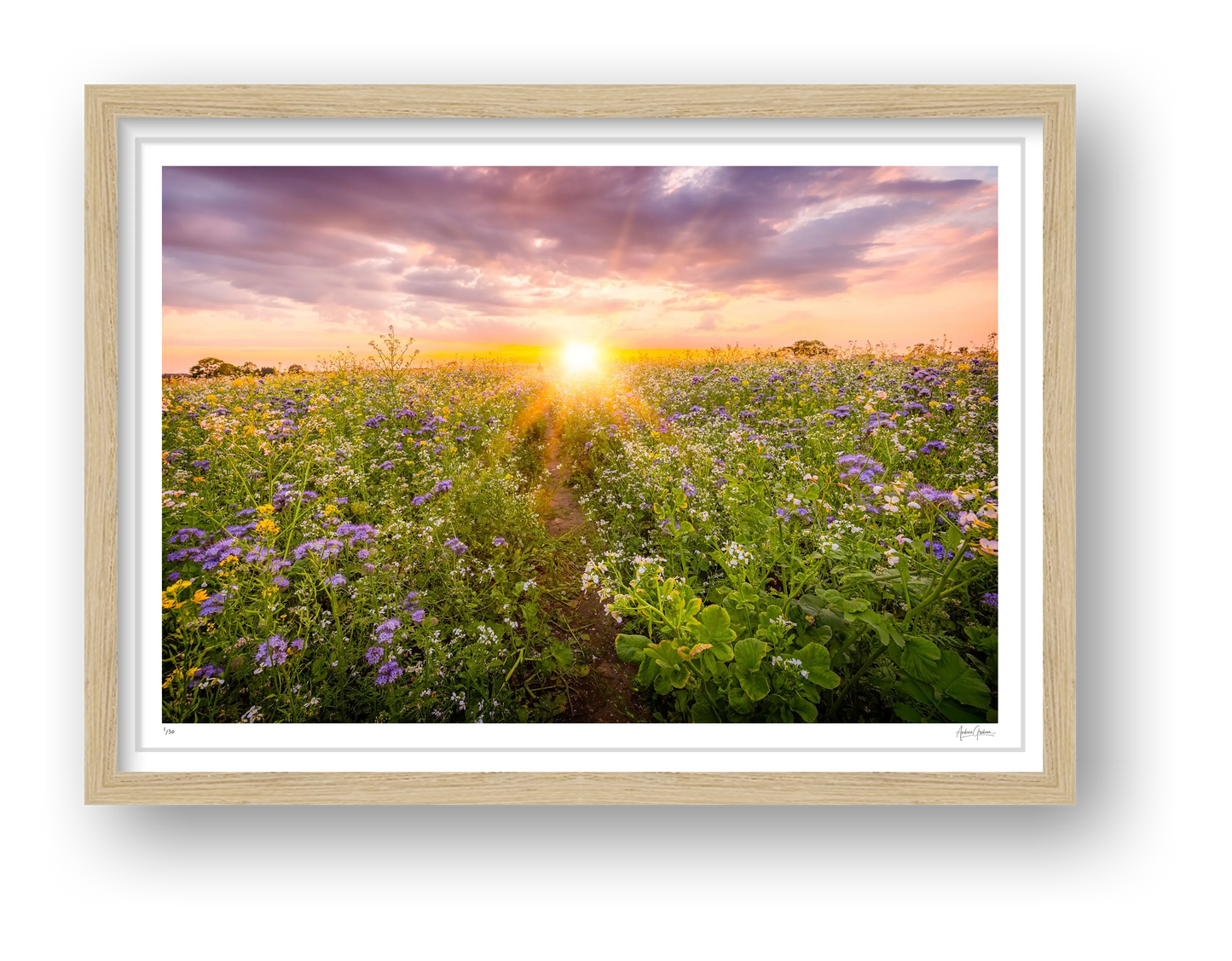 Sunset NUM3 - Framed Oak