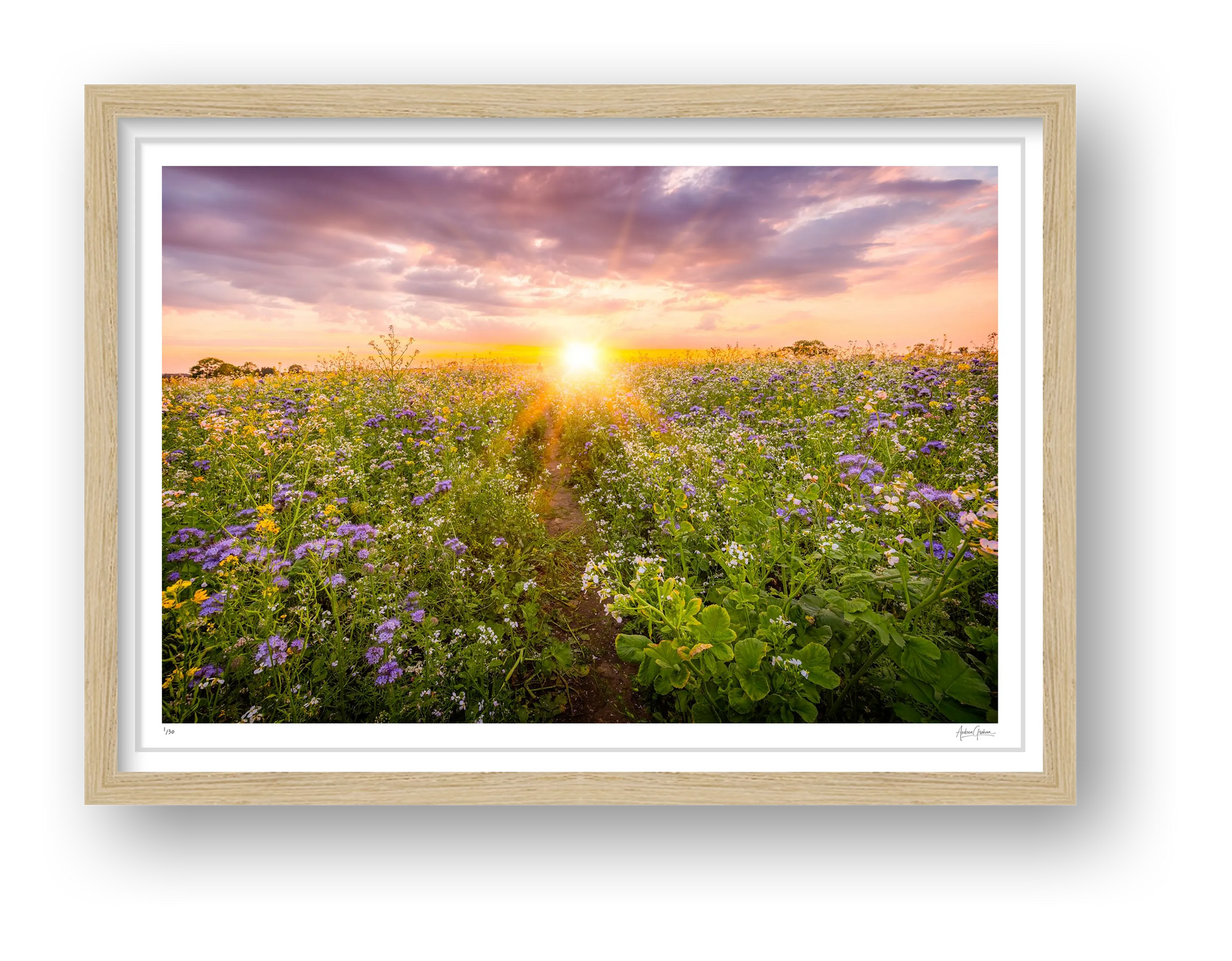 Sunset NUM3 - Framed Oak