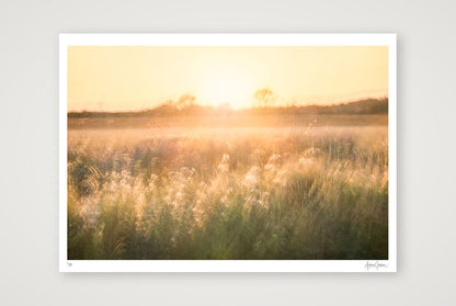 Golden Reverie — A1 (84×59cm, 33×23") Print only
