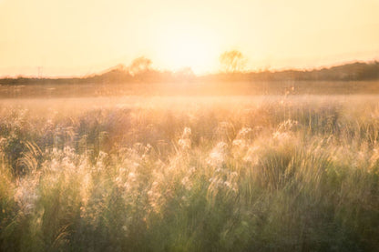 Golden Reverie