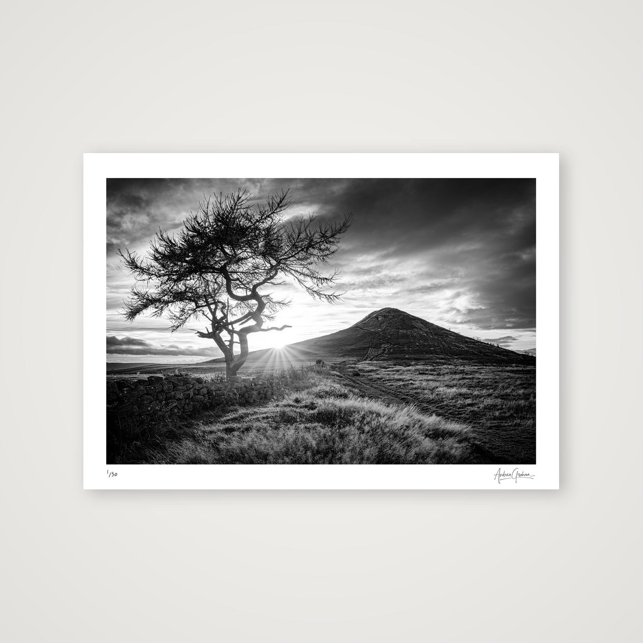 Roseberry — A3 (42×30cm, 17×12") Print only